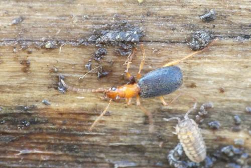 Brachinus sp.
